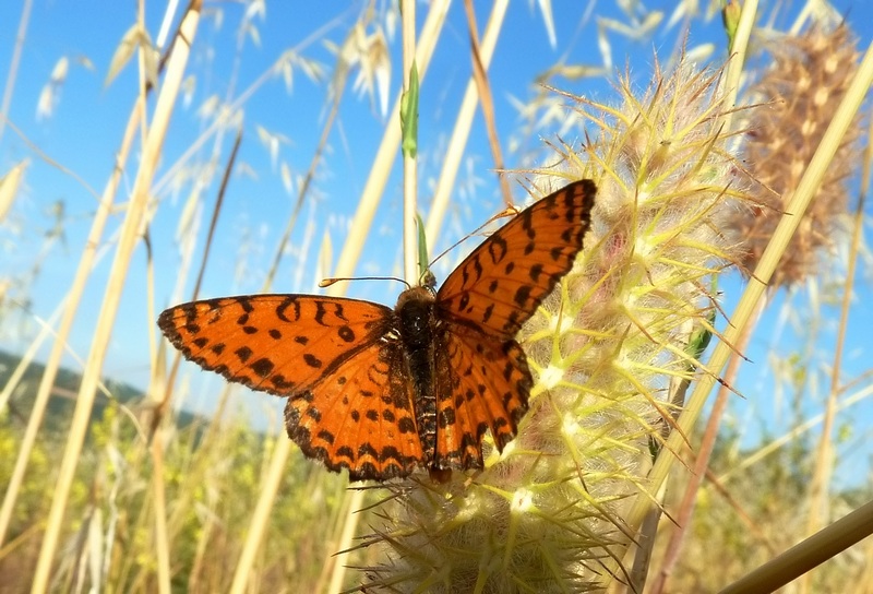 ibrido Melitaea trivia X Melitaea didyma???????